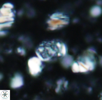 Calcicalathina pseudoalta 1066