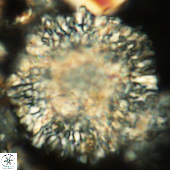 Calcidinellum operosum VR 06087