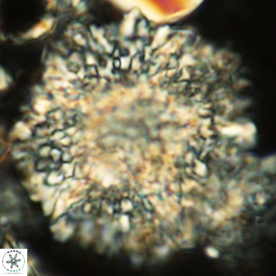 Calcidinellum operosum VR 06088