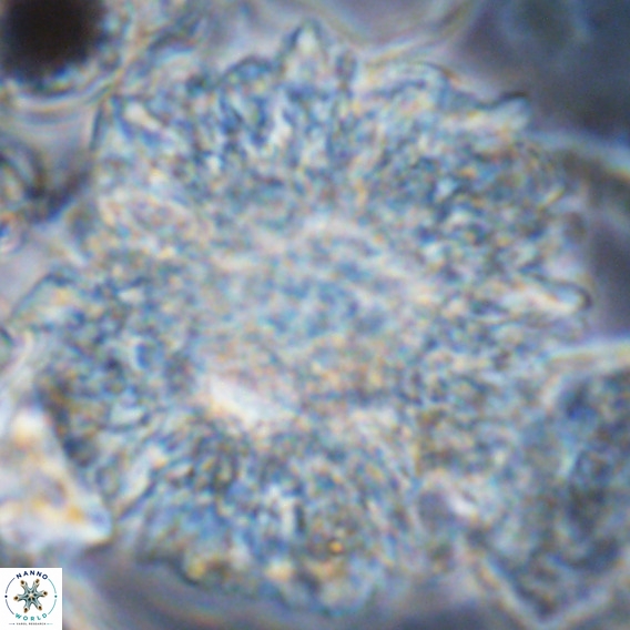 Calcidinellum operosum VR 06095