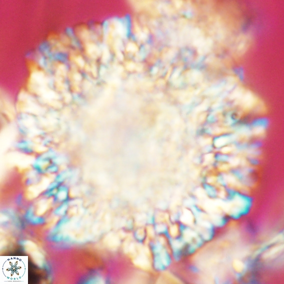 Calcidinellum operosum VR 06104