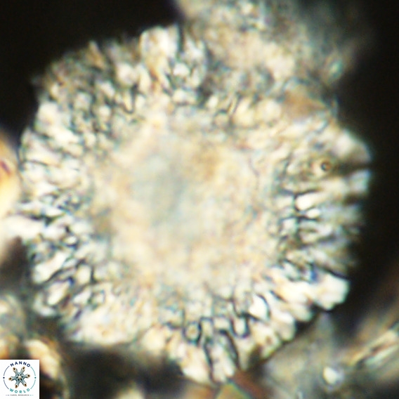 Calcidinellum operosum VR 06105