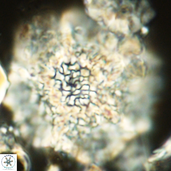 Calcidinellum operosum VR 06106