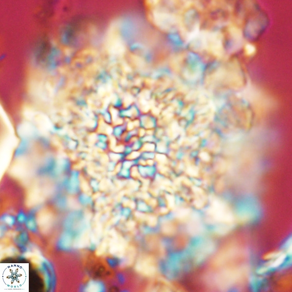 Calcidinellum operosum VR 06107