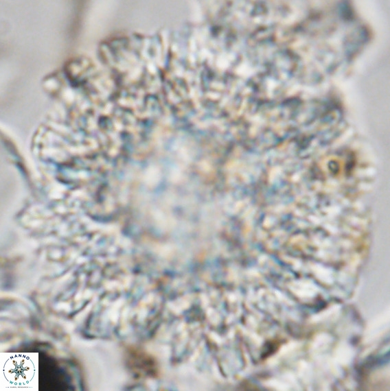 Calcidinellum operosum VR 06100
