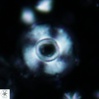 Calcidiscus tanianus 616