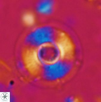 Calcidiscus tanianus 617