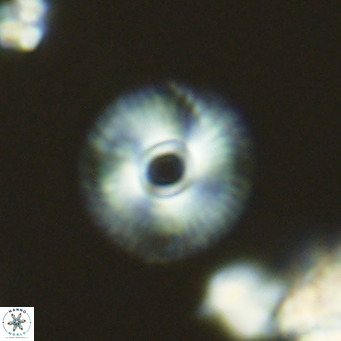 Calcidiscus tanianus VR 09452