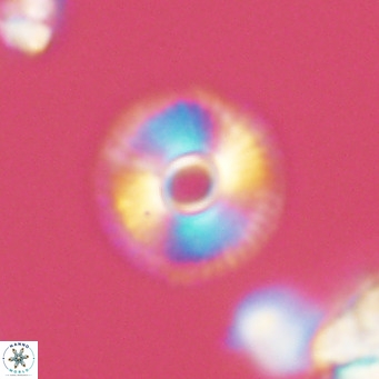 Calcidiscus tanianus VR 09453