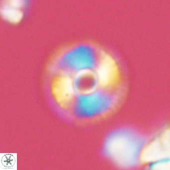 Calcidiscus tanianus VR 09454