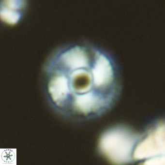 Calcidiscus tanianus VR 09455