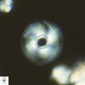 Calcidiscus tanianus VR 09456