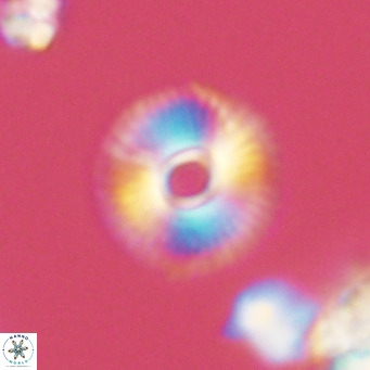 Calcidiscus tanianus VR 09457