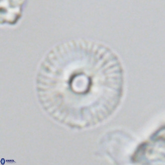 Calcidiscus tanianus VR 09458