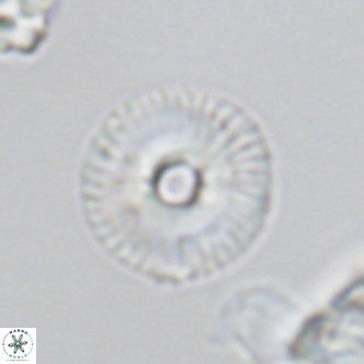 Calcidiscus tanianus VR 09458