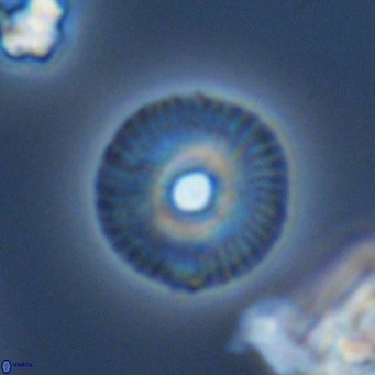 Calcidiscus tanianus VR 09461