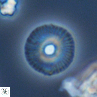 Calcidiscus tanianus VR 09461