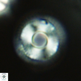Calcidiscus tanianus VR 09653