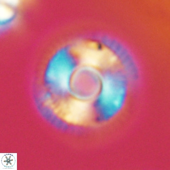 Calcidiscus tanianus VR 09654