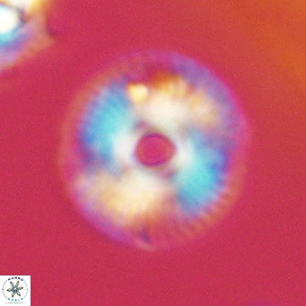 Calcidiscus tanianus VR 09655