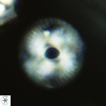 Calcidiscus tanianus VR 09656