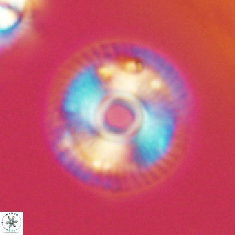 Calcidiscus tanianus VR 09658