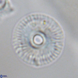 Calcidiscus tanianus VR 09659