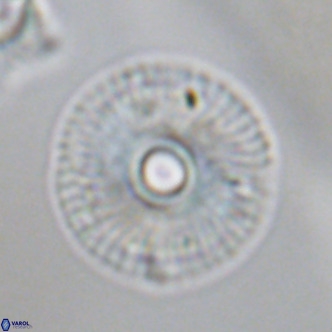 Calcidiscus tanianus VR 09660