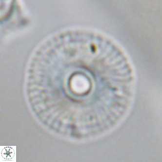Calcidiscus tanianus VR 09660