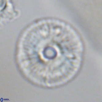 Calcidiscus tanianus VR 09661