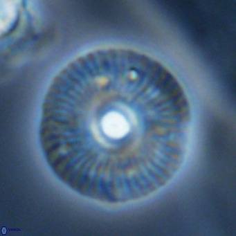 Calcidiscus tanianus VR 09663