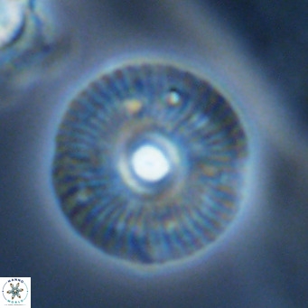 Calcidiscus tanianus VR 09663