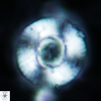Calcidiscus tropicus 690