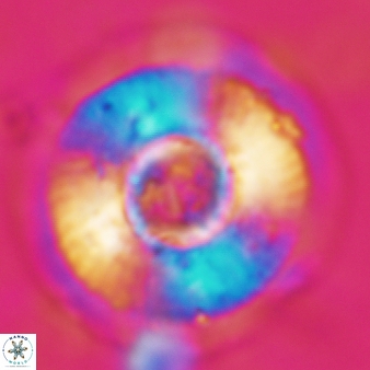 Calcidiscus tropicus 691
