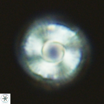 Calcidiscus tropicus VR 09913