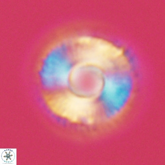 Calcidiscus tropicus VR 09914