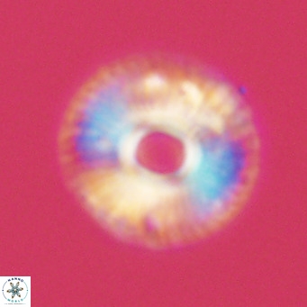 Calcidiscus tropicus VR 09915