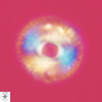 Calcidiscus tropicus VR 09918
