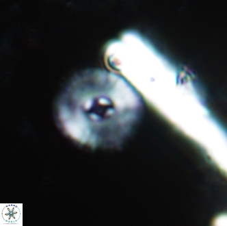 Calcidiscus bicircus 1993