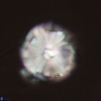 Calcidiscus cf pacificanus 68043