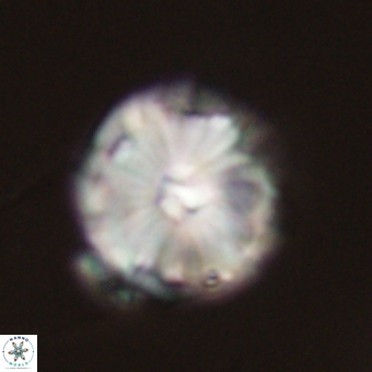 Calcidiscus cf pacificanus 68043