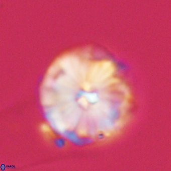 Calcidiscus cf pacificanus 68044