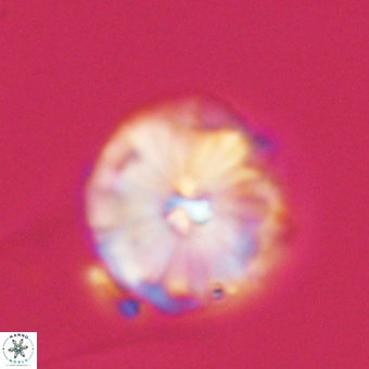 Calcidiscus cf pacificanus 68044