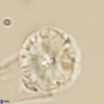 Calcidiscus cf pacificanus 68045