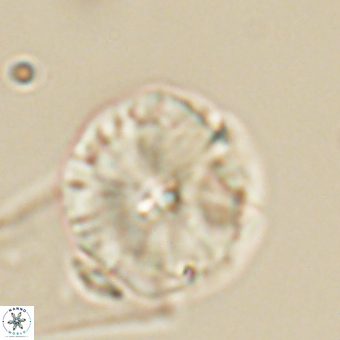Calcidiscus cf pacificanus 68045