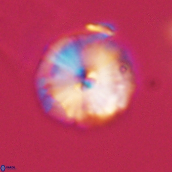 Calcidiscus cf pacificanus 68053