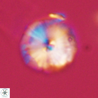 Calcidiscus cf pacificanus 68053