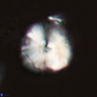 Calcidiscus cf pacificanus 68054