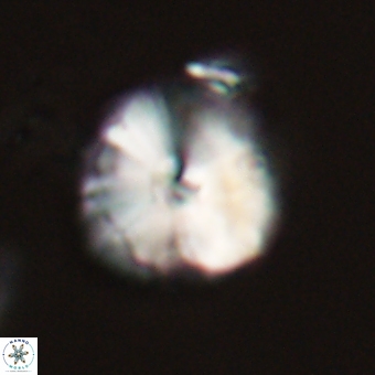 Calcidiscus cf pacificanus 68054
