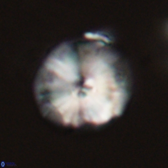 Calcidiscus cf pacificanus 68055